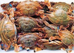 工厂化养殖梭子蟹视频